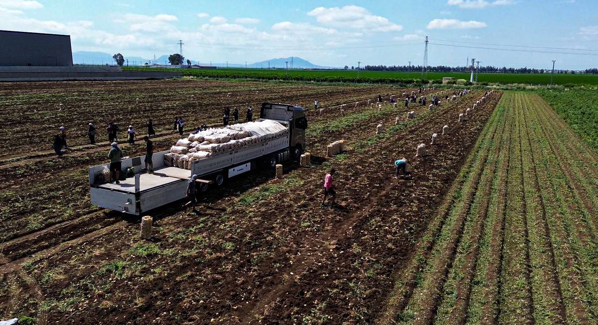 Adana’da Patates Fiyatları Düşüşte
