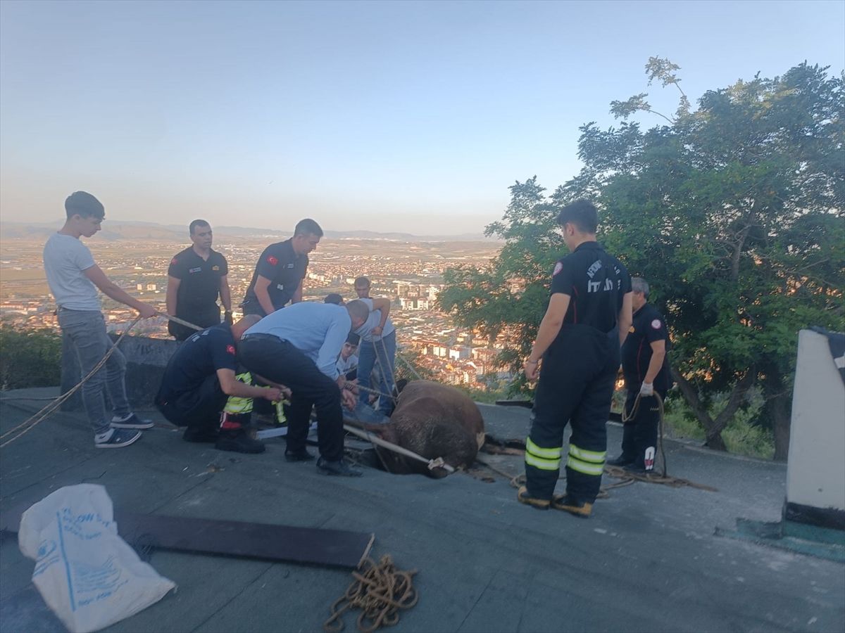 Afyonkarahisar’da İneği İtfaiye Kurtardı