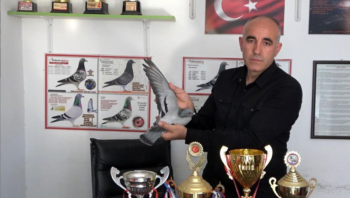 Akdeniz Şampiyonu Posta Güvercini