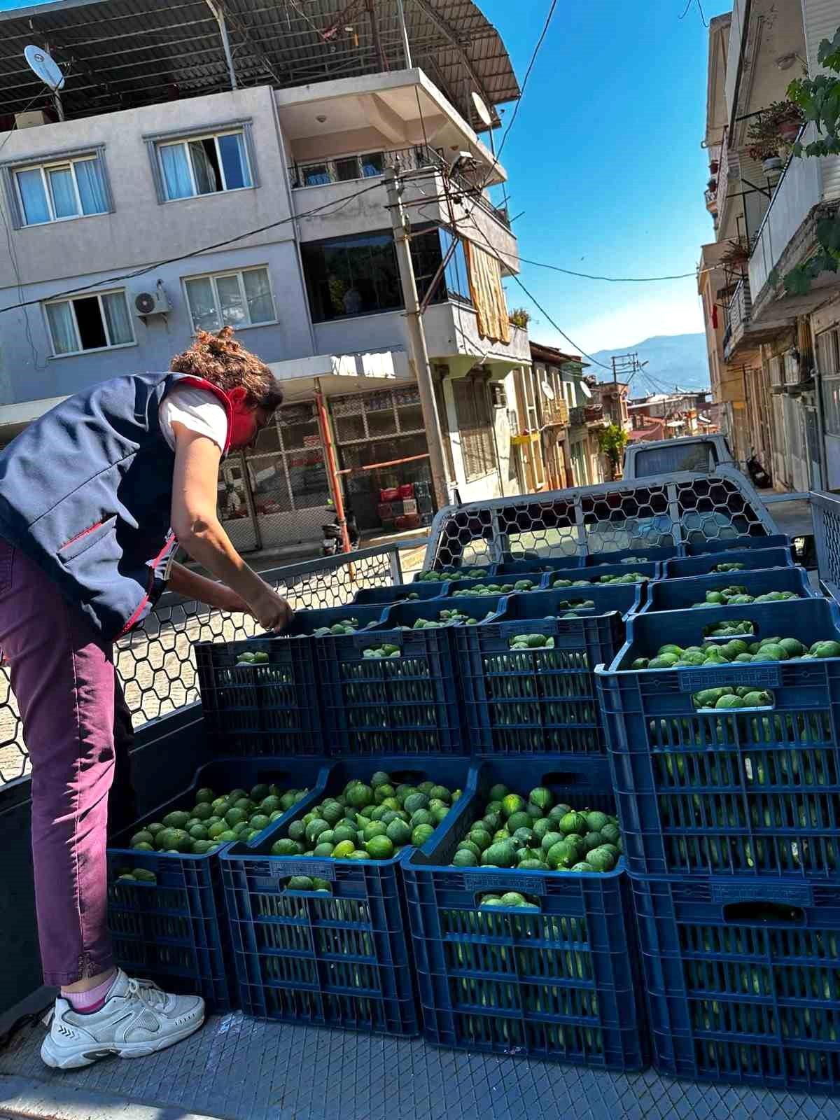 Aydın’da İncir Üretiminde Denetimler Devam Ediyor
