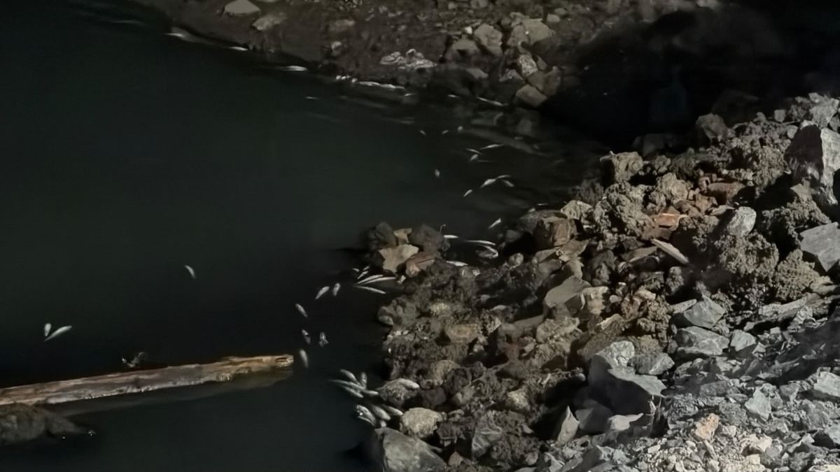 Bakırköy’de Ölü Balık Alarmı
