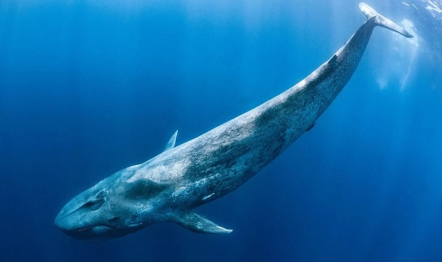 ‘Derin Deniz Devleri’, 28 Haziran Pazar Saat 20.00’de National Geographic WILD Ekranlarında!