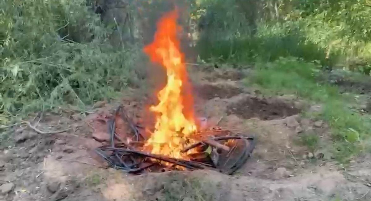 Diyarbakır’da 12 Bin Kök Kenevir Ele Geçirildi