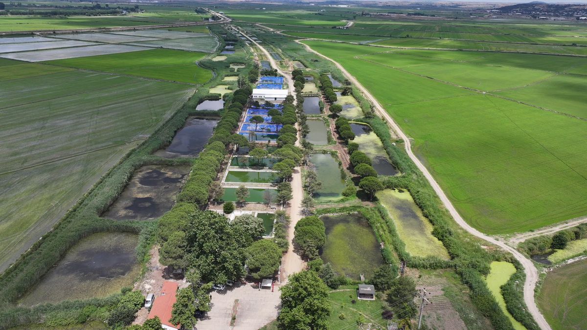 Edirne’de 40 Milyon Yavru Sazan Üretildi