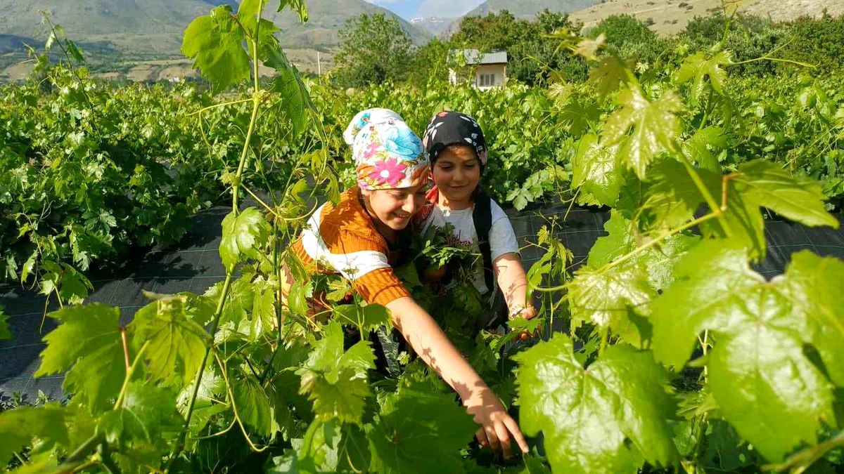 Erzincan’da Asma Yapraklarıyla Ek Gelir