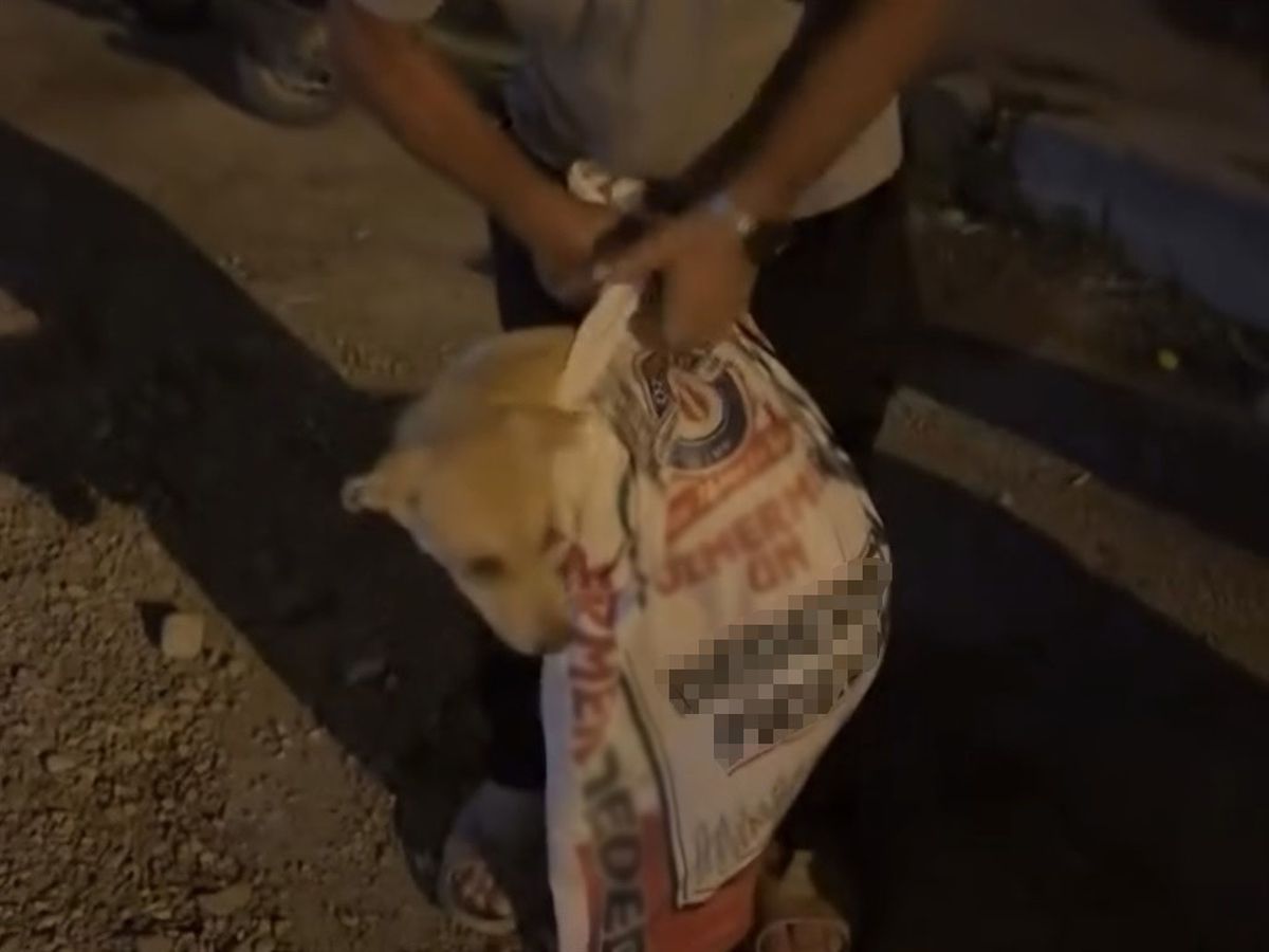 Köpek Çuvaldan Kurtarıldı
