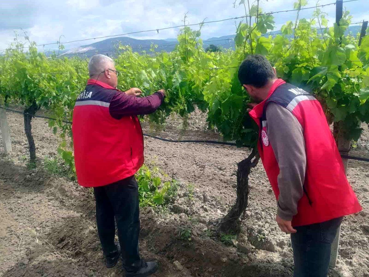 Manisa’da Tarım Denetimleri Devam Ediyor