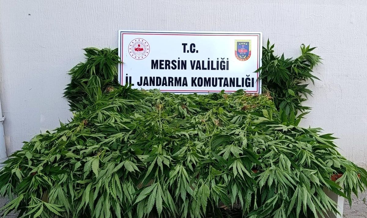 Mersin’de Yasa Dışı Kenevir Ekimi: 2 Tutuklama