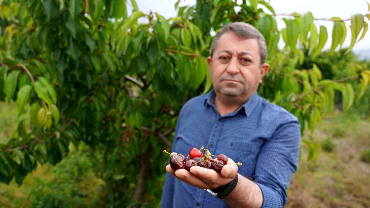 Tokat’ta Kiraz Tarımında Büyük Zarara Yol Açan Yağışlar
